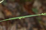 Lined sedge